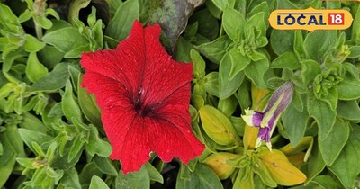 सही देखभाल करें और पेटूनिया से बालकनी को रंगों से भर दें