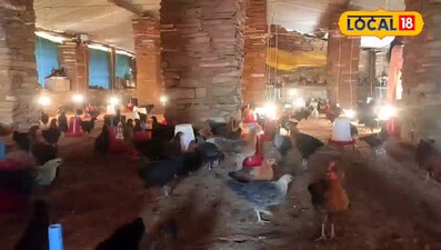 हाईटेक देशी मुर्गी पालन से दो महीने में लाखों की कमाई, बस्तर की बेटी बनी मिसाल