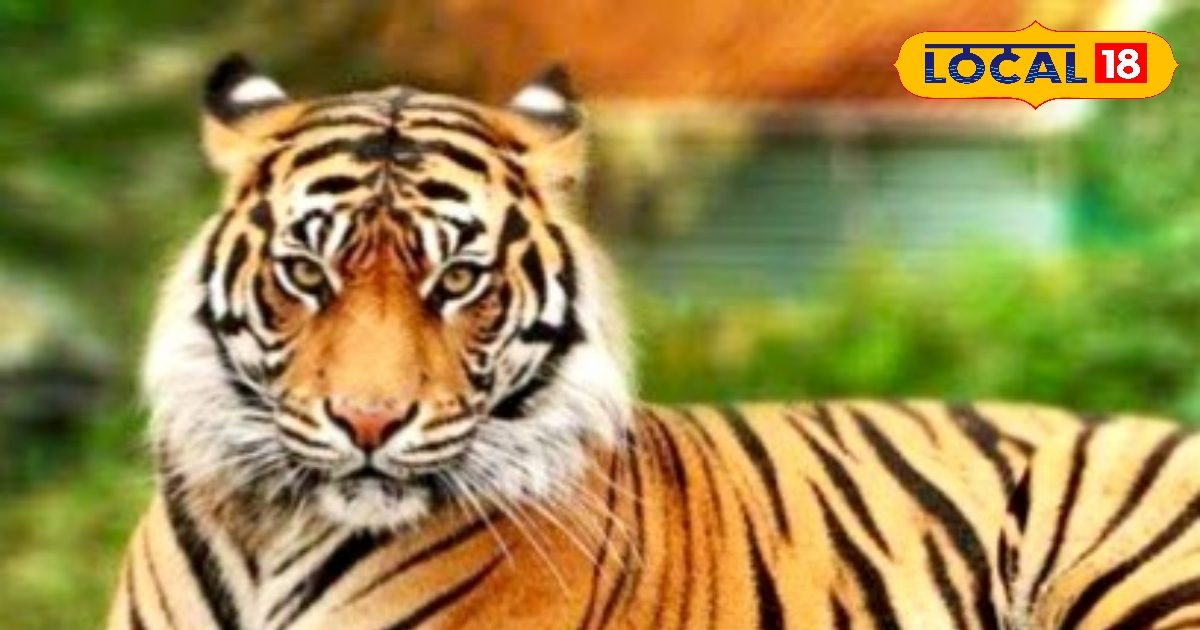 बाघों की गिनती में झारखंड सबसे आगे, पलामू टाइगर रिजर्व बना देश में नंबर वन, जानें टोटल संख्या