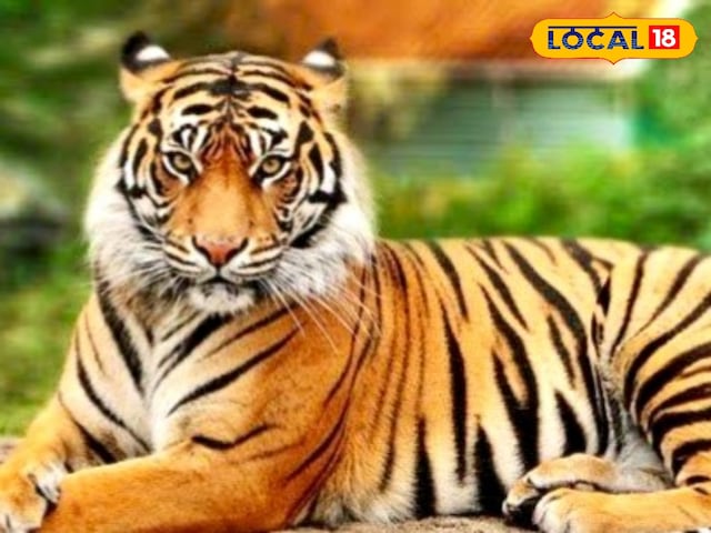 बाघों की गिनती में झारखंड सबसे आगे, पलामू टाइगर रिजर्व बना देश में नंबर वन