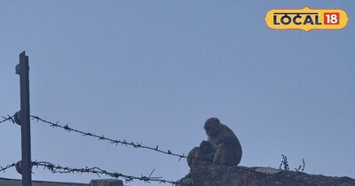 बंदरों के आतंक से परेशान देहरादून के लोग, घरों में कैद रहने को मजबूर 