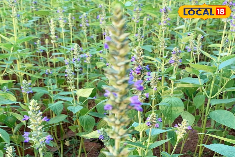 Agriculture Tips Agriculture Tips