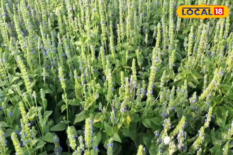 Agriculture Tips Agriculture Tips