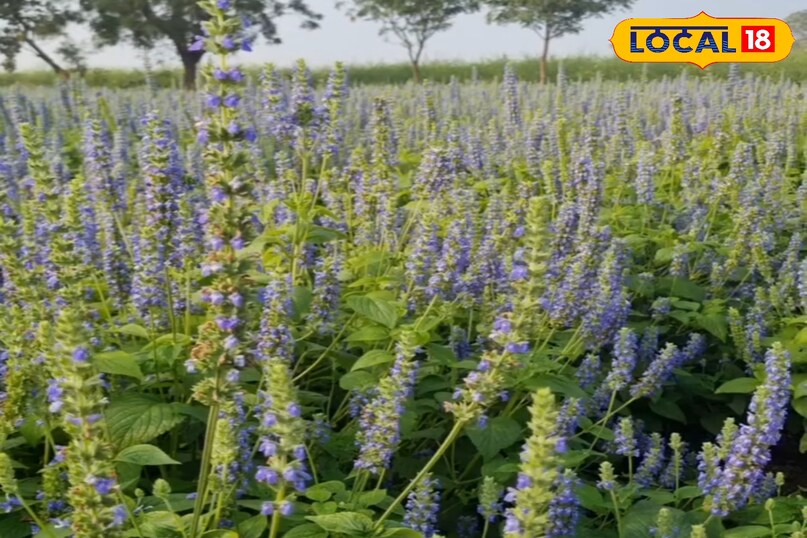 Agriculture Tips Agriculture Tips