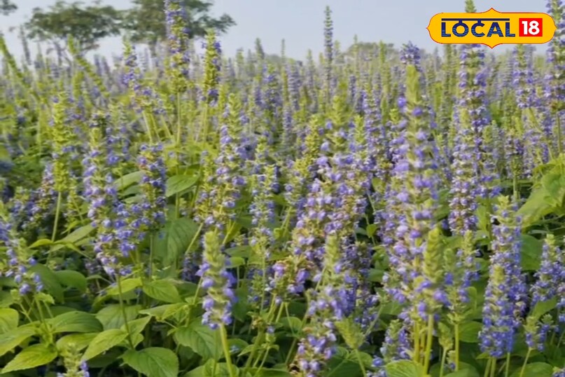 Agriculture Tips Agriculture Tips