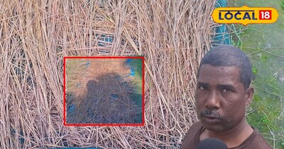 बिना पॉलीहाउस केआर नर्सरी तैयार करना 