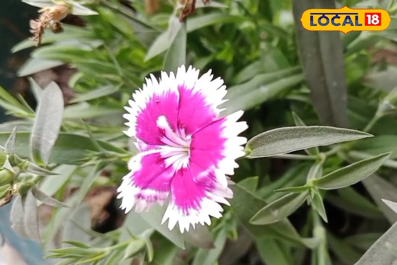 অলৌকিক ফুল অলৌকিক ফুল