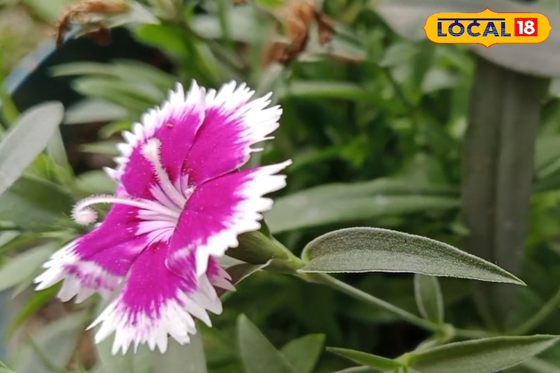 মূত্রবর্ধক মূত্রবর্ধক