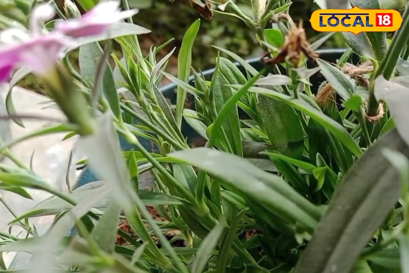 পেটের রোগ পেটের রোগ