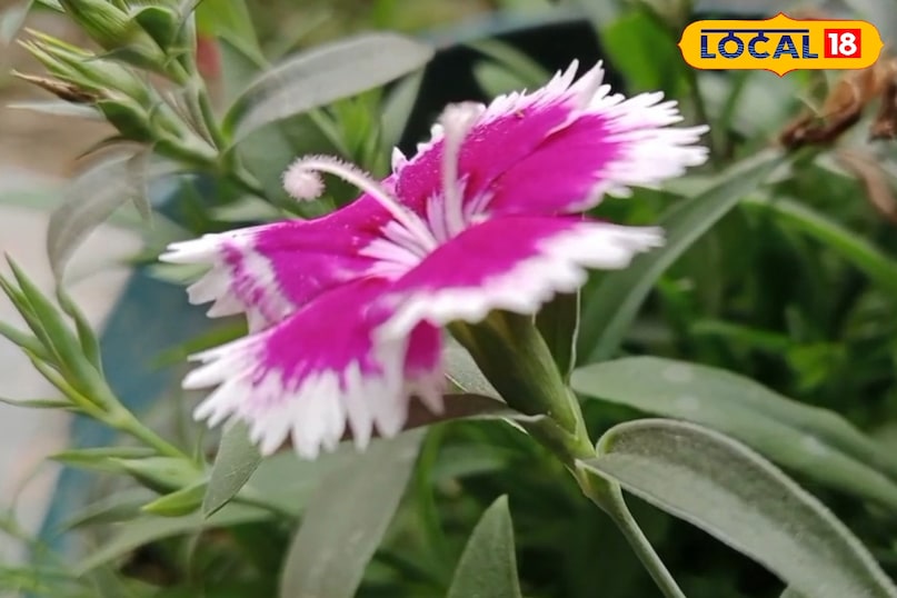 সংক্রমণ সংক্রমণ