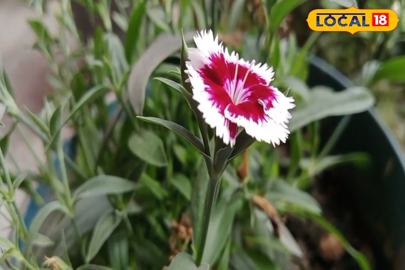 প্রাণীদের জন্য ক্ষতিকর প্রাণীদের জন্য ক্ষতিকর