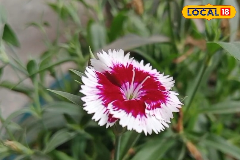 প্রসাধন তারকা প্রসাধন তারকা