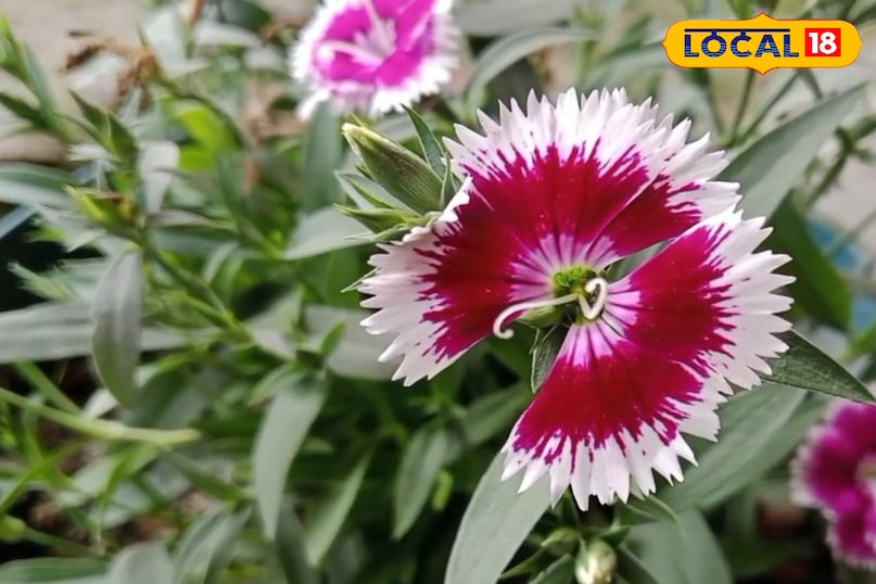 বিশেষজ্ঞের পরামর্শ বিশেষজ্ঞের পরামর্শ