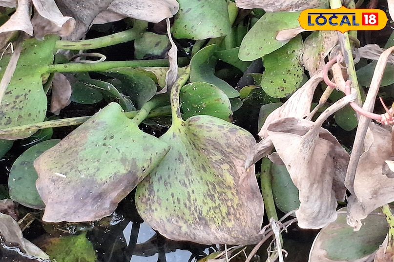 जलकुंभी 