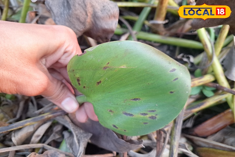 জল হায়াসিন্থ জল হায়াসিন্থ