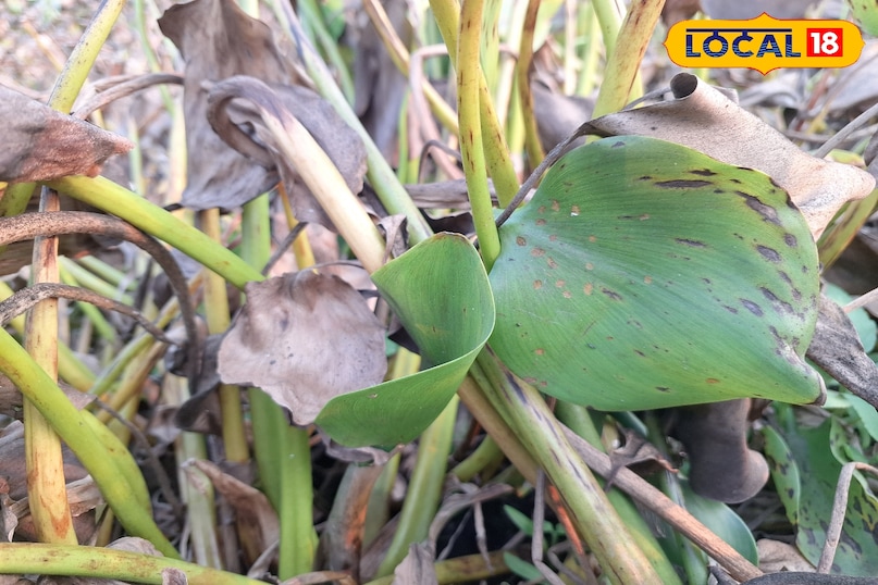 जलकुंभी 