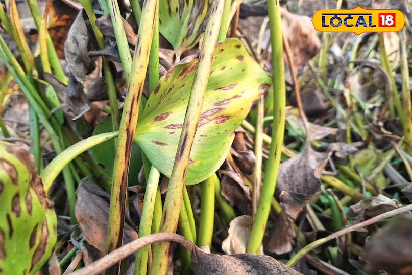 जलकुंभी 