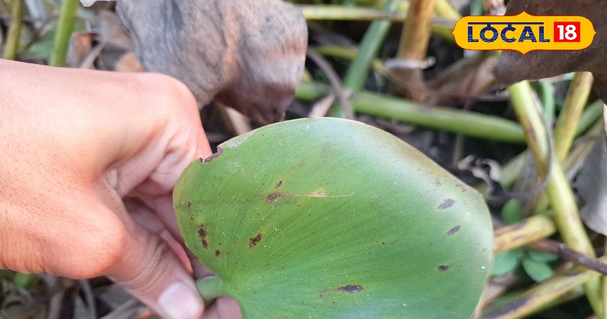 Benefits Of Jalkumbhi: तालाब की घास नहीं, सेहत का खजाना है जलकुंभी- थायराइड, बीपी और अस्थमा में भी फायदेमंद!