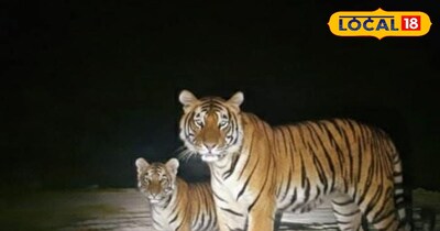 शुक्रवार रात 1:30 बजे करीब एक्सप्रेस वे साइट पर दिखा था. 