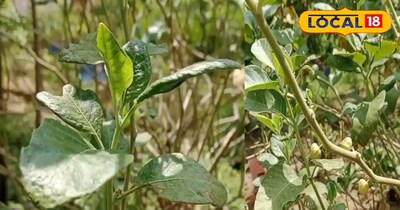 ताकत का खजाना, कई रोगों में रामबाण, अश्वगंधा 