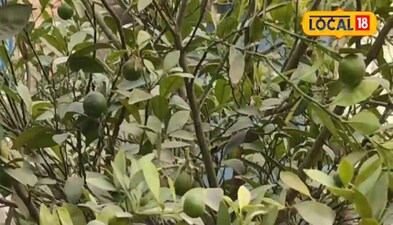 कम खर्चे में तगड़ा होता है बागवानी, कमाई भी होगा जबरदस्त 