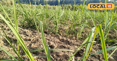 गन्ने की खेती 