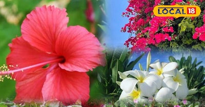 गार्डेनिंग टिप्स 