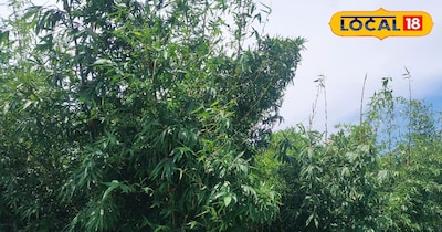 बास की खेती, महराजगंज