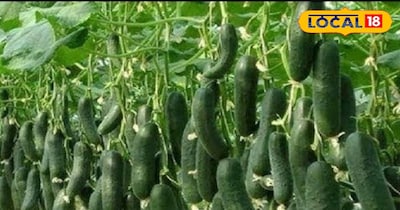 इस फसल की खेती से बढ़ जाएगा मुनाफा