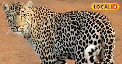 धौलपुर न्यूज़: चंदीलपुरा में पैंथर दिखने से दहशत