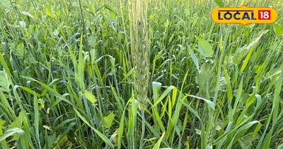 गेहूं की फसल निर्णायक मोड़ पर पहुंच चुकी है.