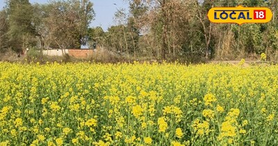 Mustard cultivation