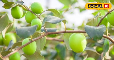 इस बेर की खेती करकर आप मुनाफा कमा सकते है