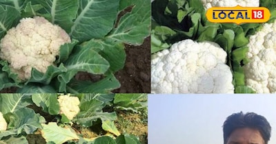 एक एकड़ फूलगोभी से डेढ़–दो लाख कमाई, बस्तर में बढ़ी इस सब्जी की डिमांड