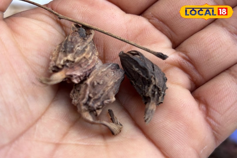 শরীর থেকে টক্সিন দূর করে 