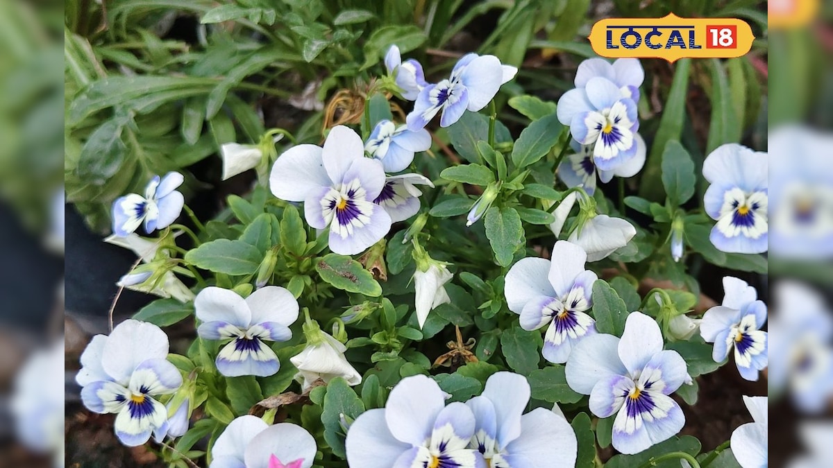 Gardening Tips: एक छोटी-सी गलती बना सकती है आपका बगीचा बंजर, जानें पौधों की देखभाल के ये टिप्स