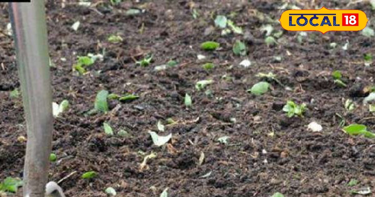 Agri Tips: सिर्फ गाय ही नहीं, भेड़-बकरी और मुर्गी के मल से भी तैयार कर सकते हैं खाद, बंजर जमीन में भी फूंक डाले जान!