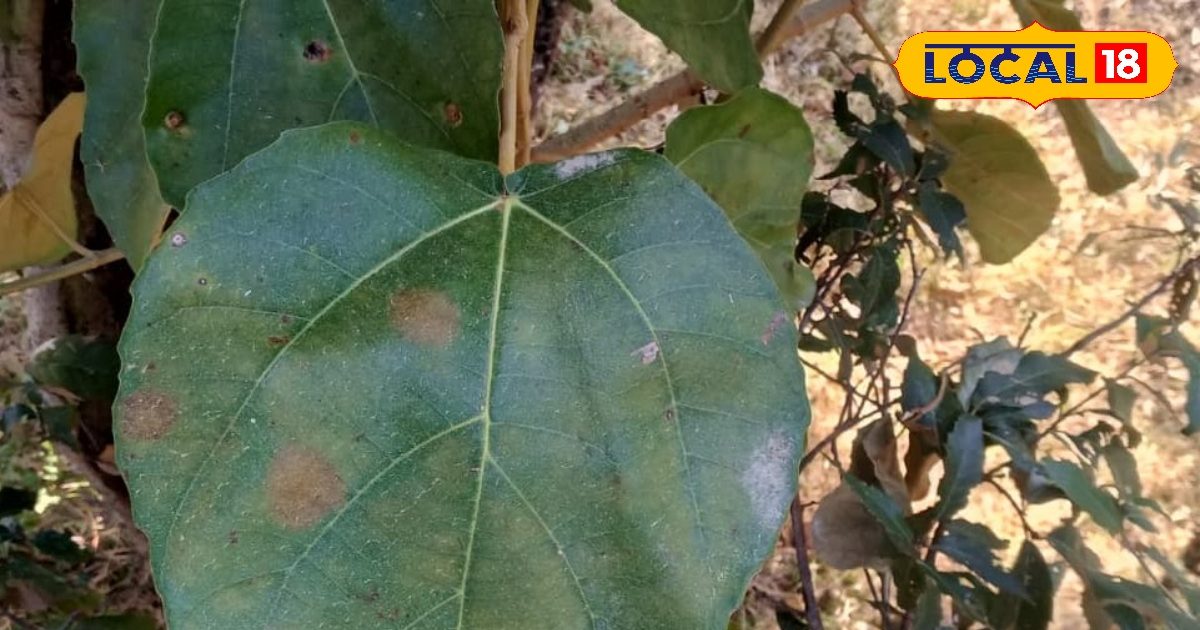 Timil Leaves : देवता खुश, इंसान फिट…इस पत्ते पर खाना सेहत के लिए खजाना, पहाड़ों पर सामूहिक भोज का जान