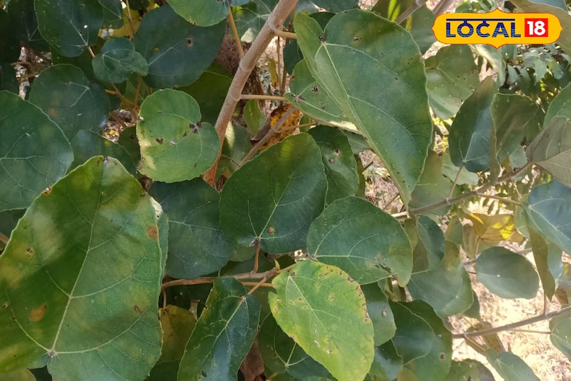 পুষ্টির প্রাকৃতিক উৎস তামিল পাতা 