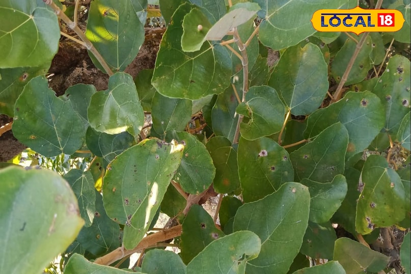 তামিল পাতা, প্রকৃতি দ্বারা তৈরি একটি প্লেট 