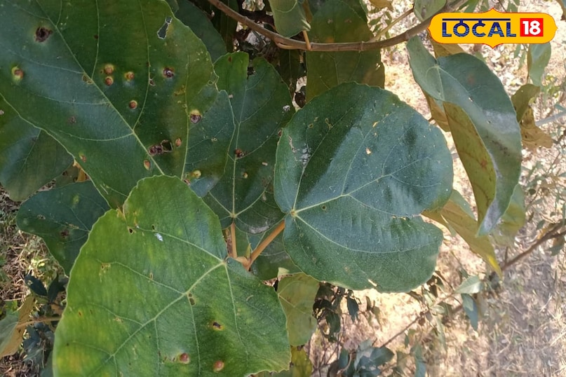 রক্তচাপ এবং হার্টের স্বাস্থ্যে সহায়ক