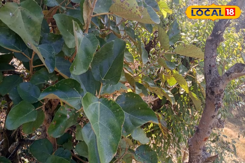 ব্যাকটেরিয়ার বিরুদ্ধে সুরক্ষা প্রদান করে 