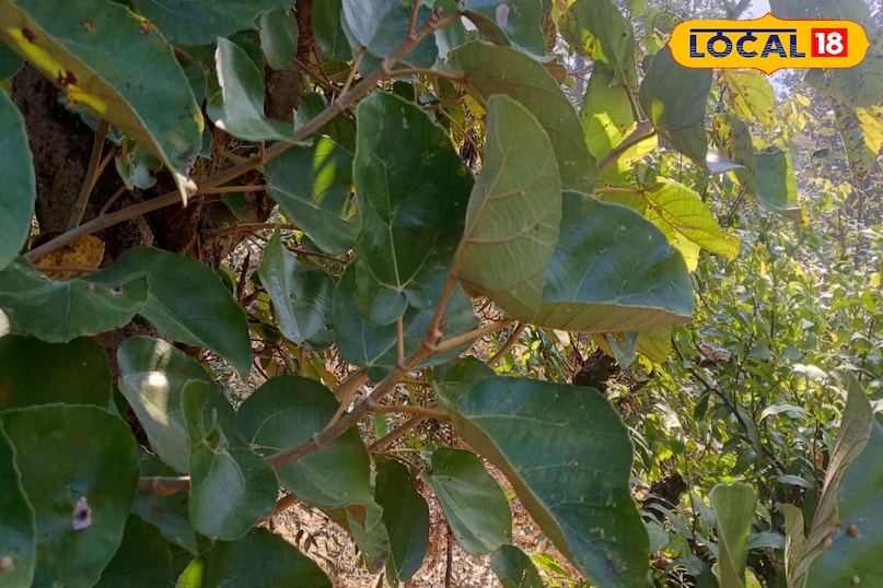 পরিপাকতন্ত্রের জন্য অত্যন্ত উপকারী