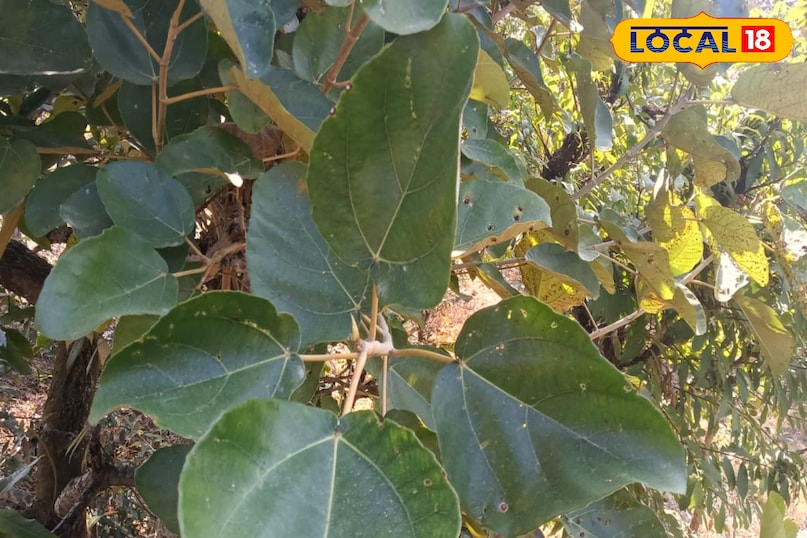 তামিল পাতা পরিবেশের জন্য একটি বর