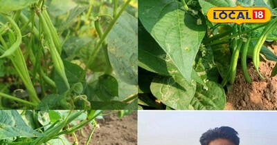 खूंटा-रस्सी का झंझट खत्म, पौधा बींस से आधे एकड़ में डेढ़ लाख मुनाफा