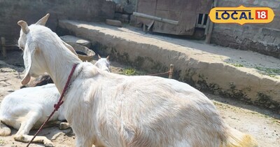 खस्सी के लिए बकरा खरीदने जा रहे हैं? उम्र, मांस की गुणवत्ता और वजन सब जान लीजिए,