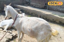 उम्र, मांस की गुणवत्ता और वजन! खरीदने जा रहे हैं खस्सी बकरा, जानें पहचान