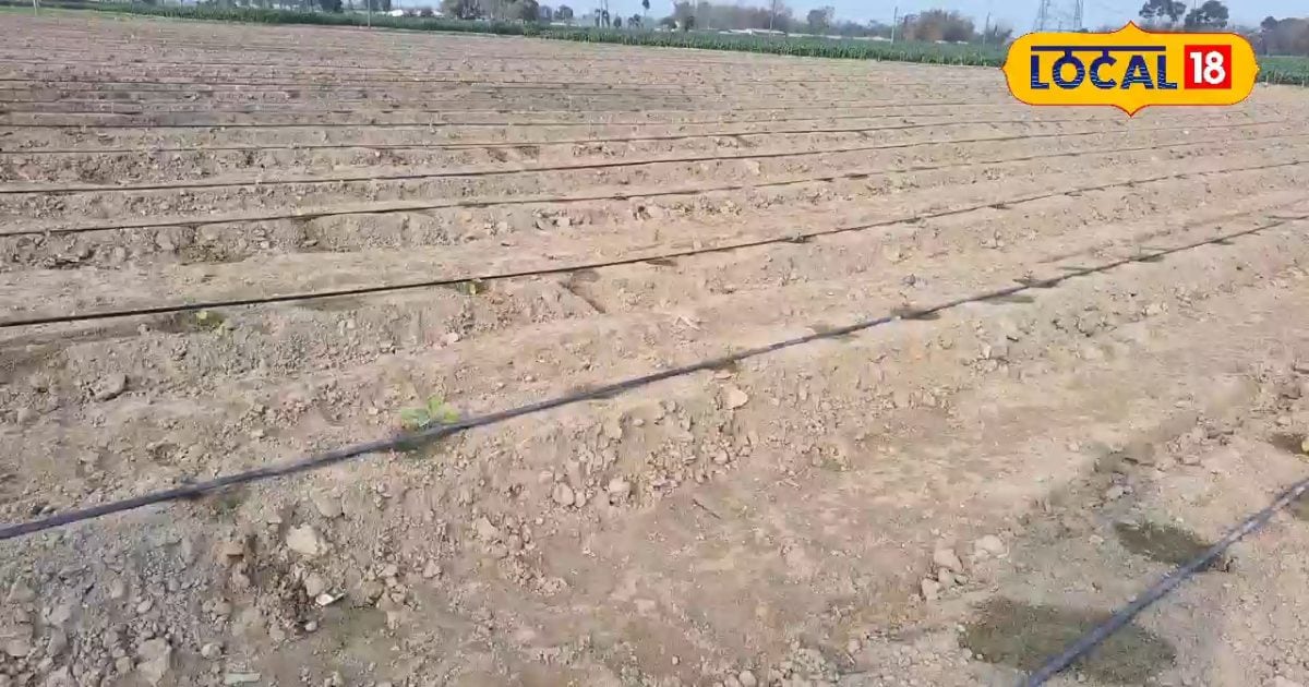 1 एकड़ में 500000 का मुनाफा, किसान राम कुमार ने बैंगन की खेती में किया कमाल