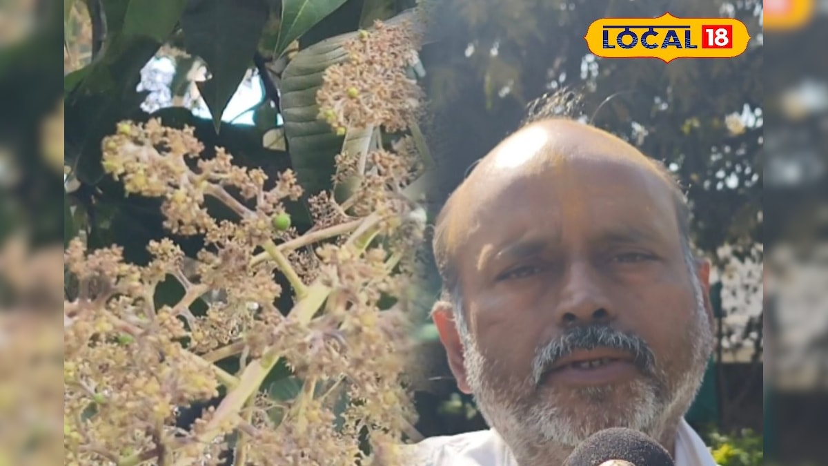 ये गलती की तो गिरेंगे आम! कोरबा के एक्सपर्ट से समझें मंजर आने के बाद बाग की सही देखभाल का तरीका