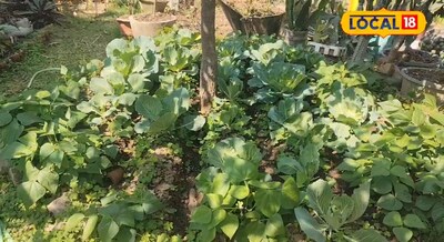 80 स्क्वायर फीट जमीन में ही इस माली ने उगा दिया पांच तरह की सब्जी, आप भी कर सकते